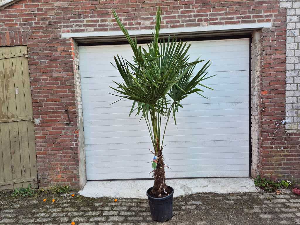 Chinese Fan Palm - Trachycarpus Fortunei - Mediterranean tree - height approx. 230 cm 