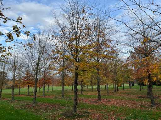 Fagus sylvatica (39x)