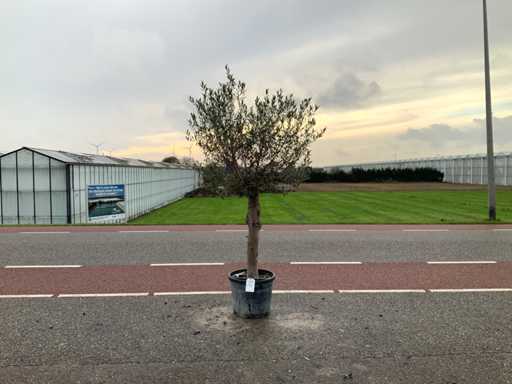 Drzewo oliwne (Olea europaea lessini)