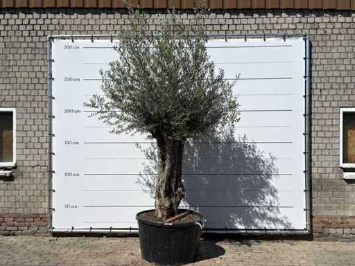 Olivenbaum-Bonsai XL – Olea Europaea – ca. 80 Jahre alt – Höhe ca. 280 cm