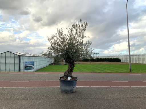 Olijfboom (Olea Europaea Lessini)