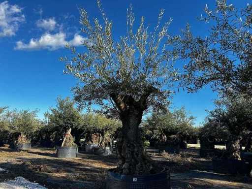 Jahrhundertealter Olivenbaum im Korb
