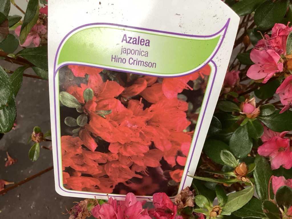 10 azalea rood