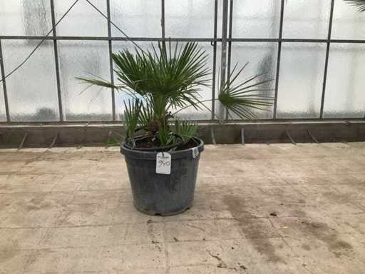 Wielopniowa palma (Chamaerops Humilis)