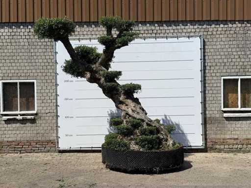 Olijfboom Bonsai pompon XXL - Olea Europaea - ca. 250 jaar oud - hoogte ca. 280 cm