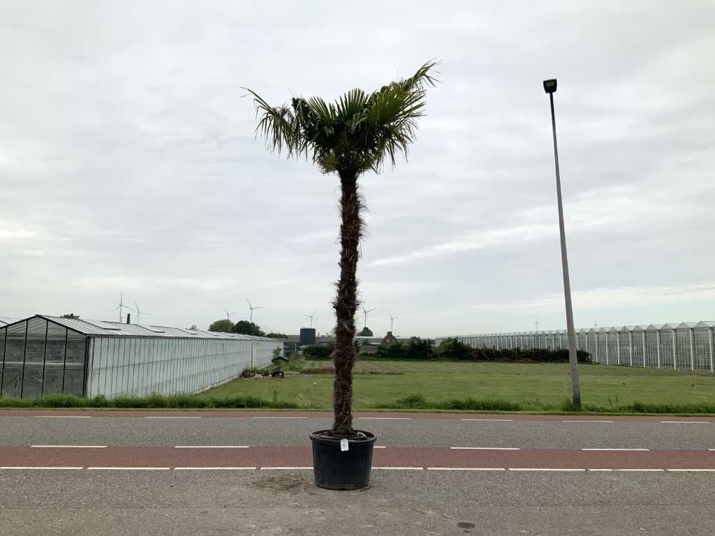 palma (Trachycarpus Fortunei)