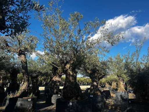 Jahrhundertealter Olivenbaum im Korb