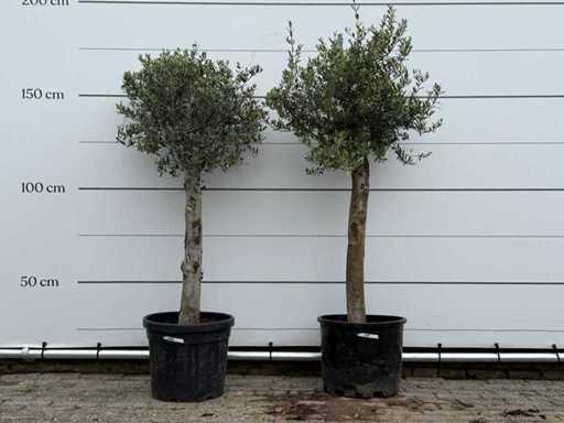 2x Olijfboom Florida - Olea Europaea - ca. 25 jaar oud - hoogte ca. 160 cm