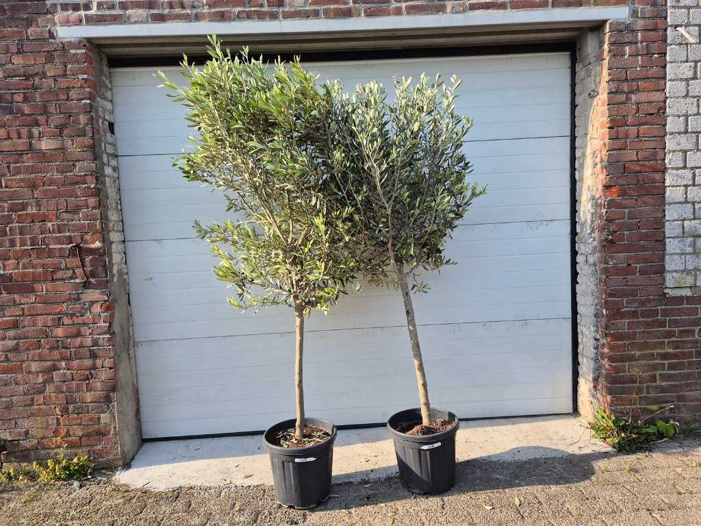 2x Olivenbaum Copa - Olea Europaea - Höhe ca. 175 cm