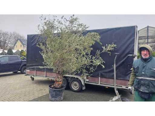 Bonsai magnific de măslin vechi de 100 de ani - Olea europaea - 300 cm