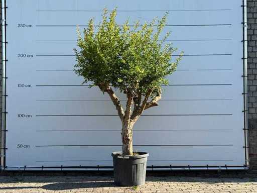 Melograno - Punica Granatum - altezza circa 250 cm