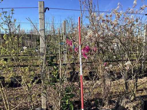 Arbore de lalea falsă - Arbore cu mai multe tulpini