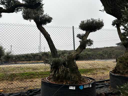 Olijfboom - Olea Europea Pom Pom Secolare 