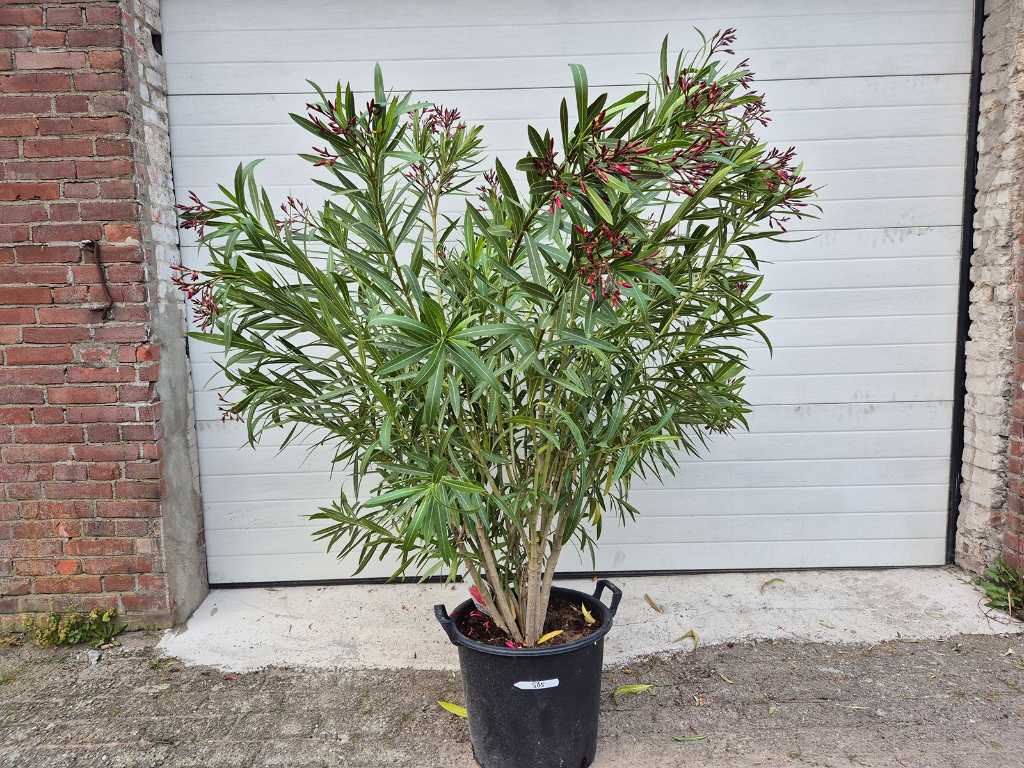 Nerium Oleander Rot - Höhe ca. 150 cm
