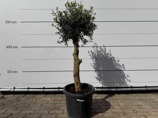 Olivenbaum Florida – Olea Europaea – ca. 40 Jahre alt – Höhe ca. 160 cm