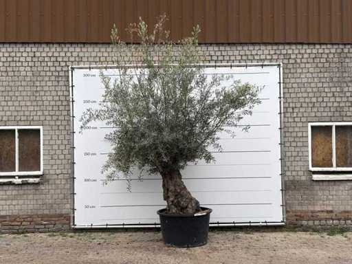 Bonsaï olivier - Olea Europaea - environ 80 ans - hauteur d’environ 240 cm