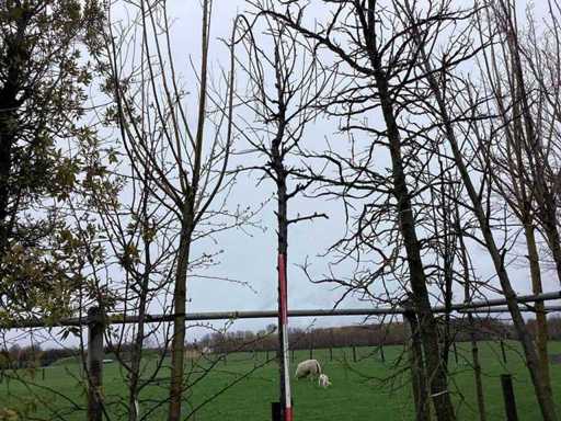 Süßkirsche – Zierbaum