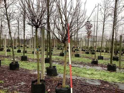 Bolcatalpa - Bolboom