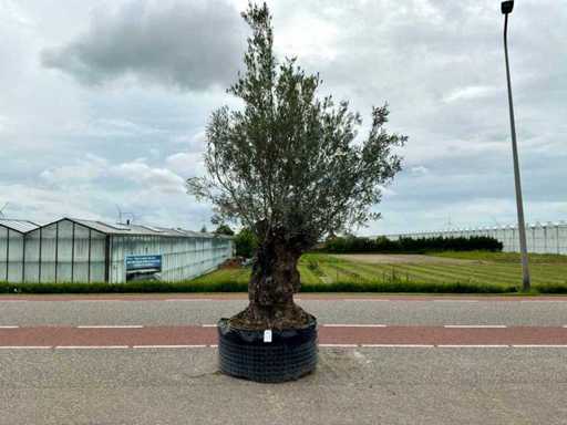 Drzewo oliwne (Olea europaea lessini)