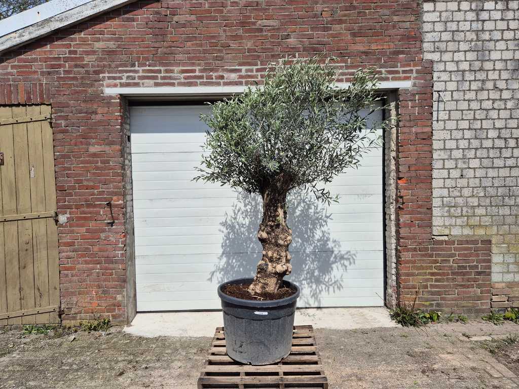 Olive tree Bonsai - Olea Euopaea - height approx. 200 cm