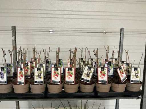 Blauwe druif,  framboos en braambes Vrucht- / fruitboom (36x)