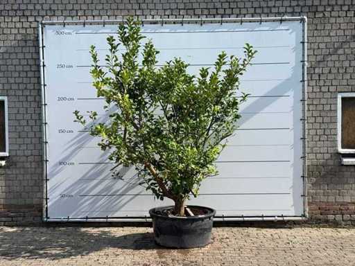 Lemon Tree XL - Limon agrume - hauteur environ 250 cm
