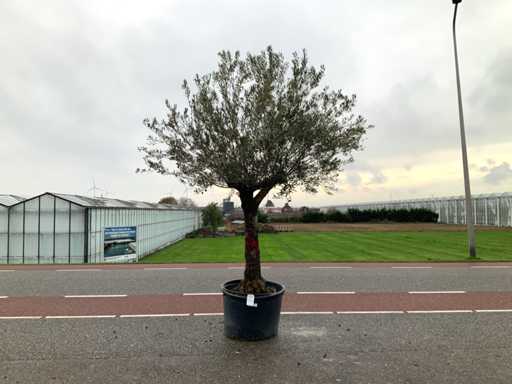 Drzewo oliwne (Olea europaea lessini)