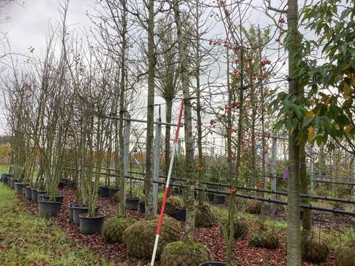 S?odka guma – drzewo ozdobne