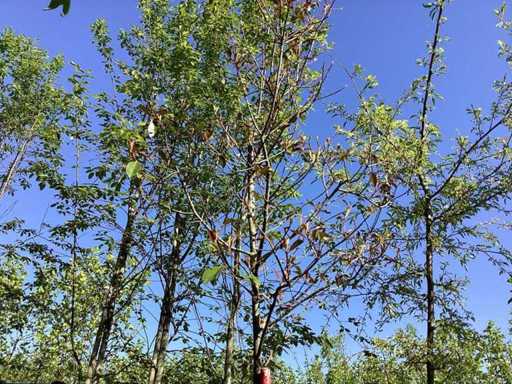 Arancia messicana - Albero ornamentale