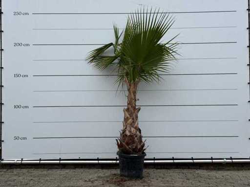 Mexican fan palm - Washingtonia Robusta - height approx. 220 cm