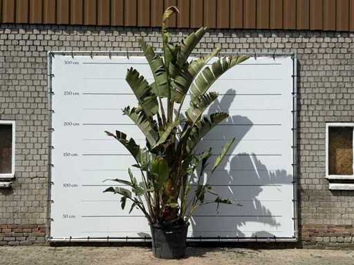 Bird of paradise plant XL - Strelitzia Augusta - height approx. 280 cm