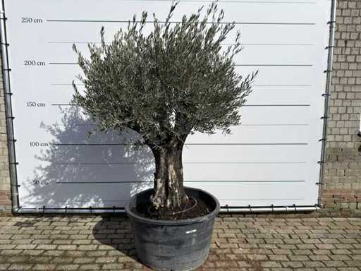 Pelle vecchia dell'ulivo - Olea Europaea - circa 100 anni - altezza circa 230 cm